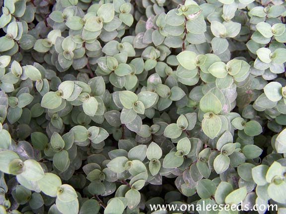 Turtle Vine