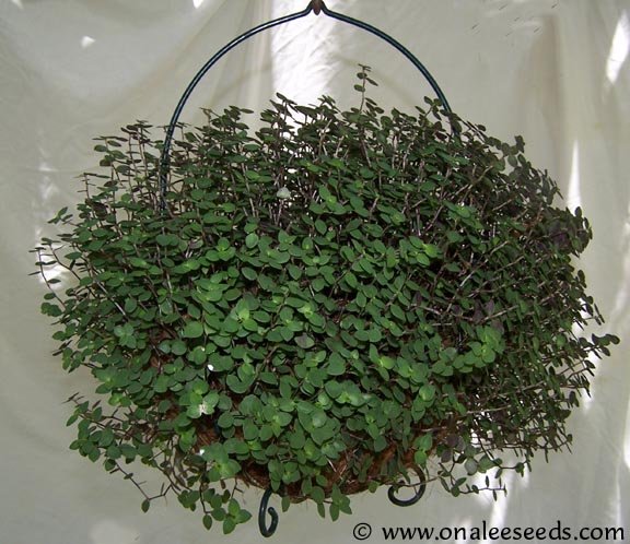 Turtle Vine