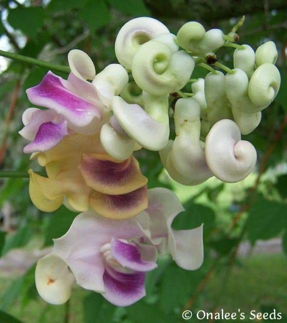 SOLD OUT. CORKSCREW VINE (Snail Shell) (Vigna Caracalla) SEEDS