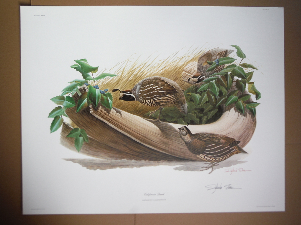Image 7 of North American Birds 