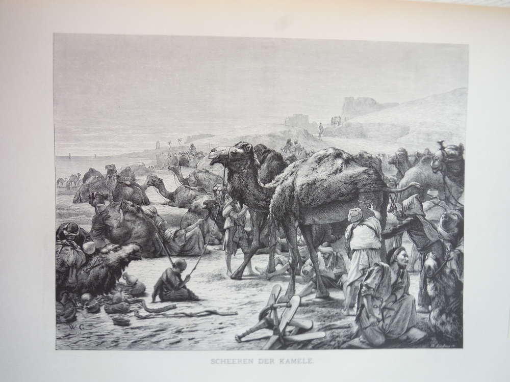 Scheeren der Kamele Steel Engraving (1879)