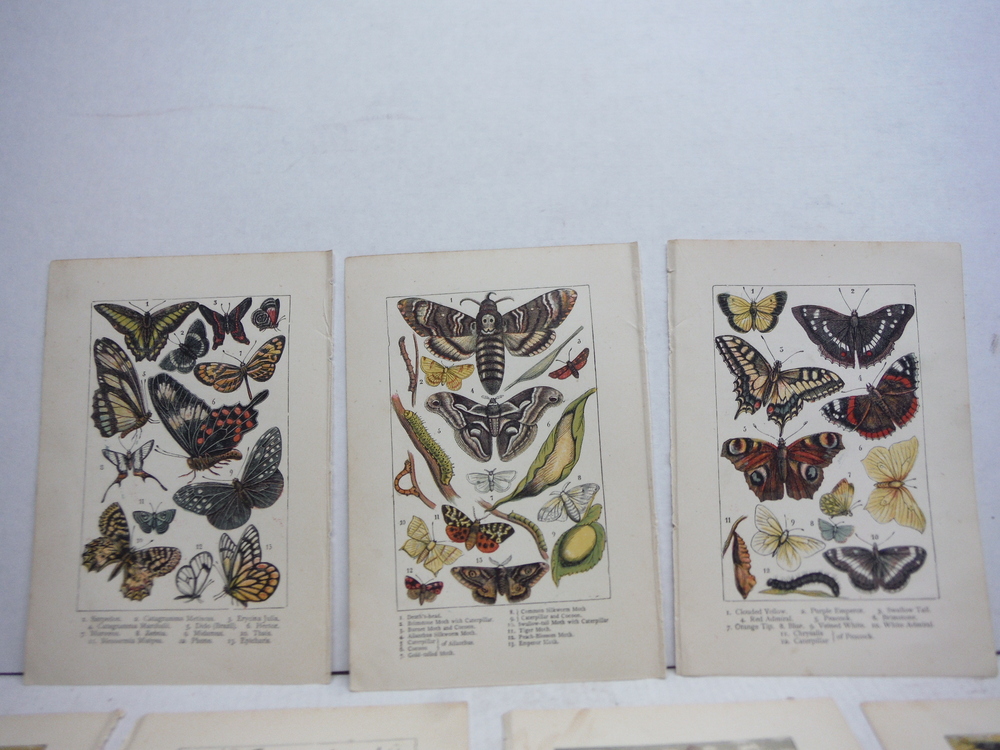 Image 2 of 7 Baxter Kronheim Oil Colour  Insect  Prints 1865