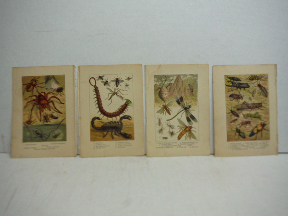 Image 3 of 7 Baxter Kronheim Oil Colour  Insect  Prints 1865