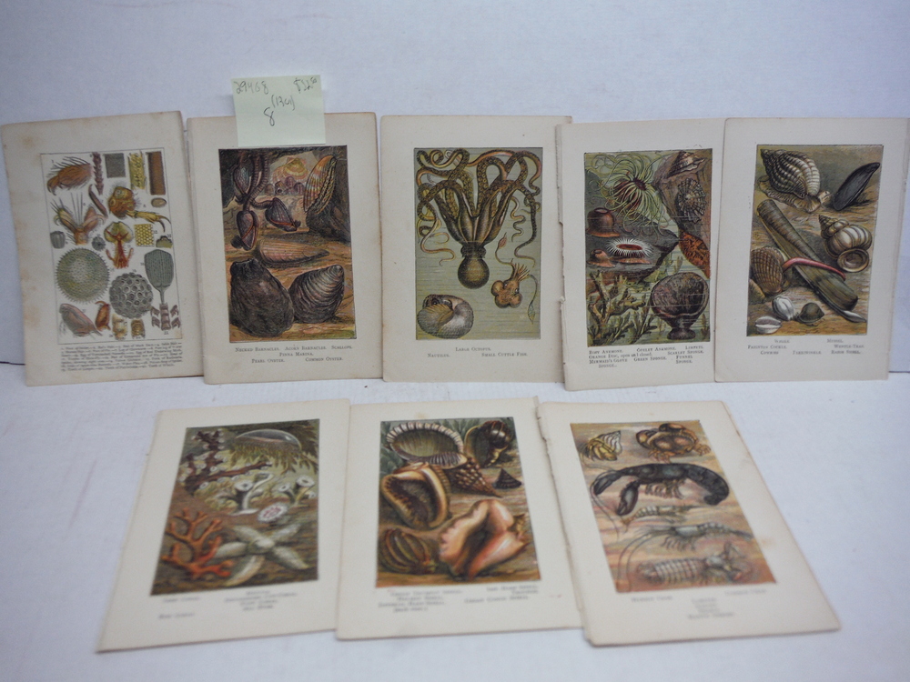 8 Baxter Kronheim Oil Colour  Sea creature prints 1865