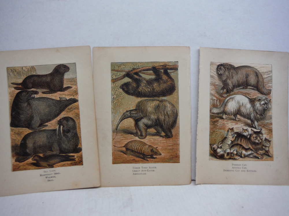 Image 4 of 45 Baxter Kronheim Oil Colour  Mammal prints 1865