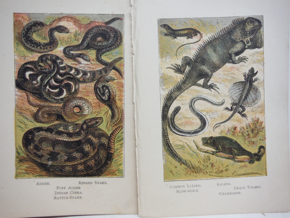 Image 1 of 6 Baxter Kronheim Oil Colour Reptile Prints 1865