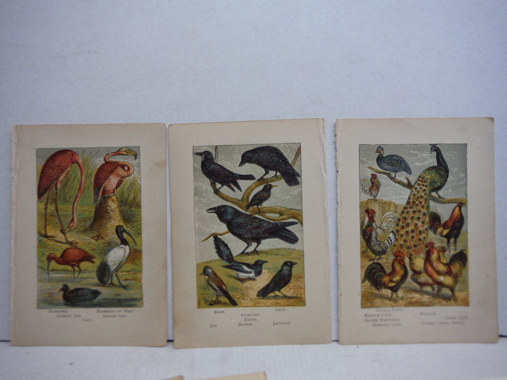Image 1 of 20 Baxter Kronheim Oil Colour Bird Prints 1865