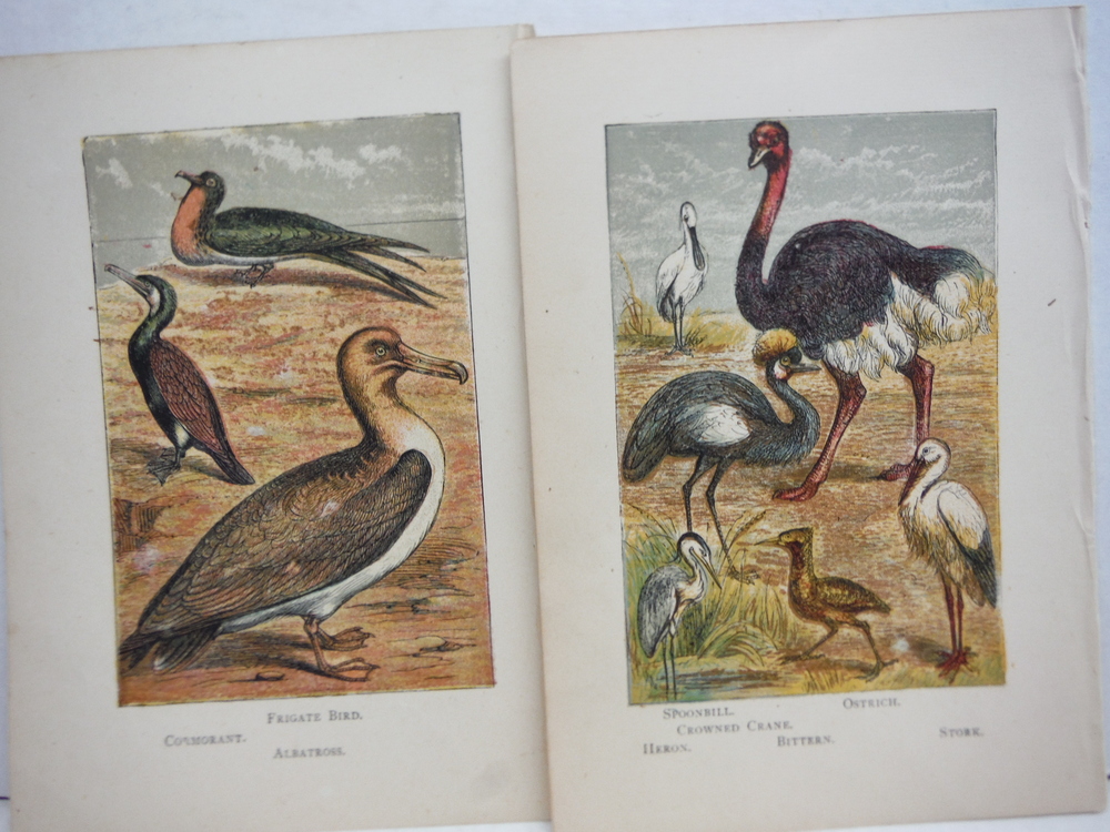 Image 2 of 20 Baxter Kronheim Oil Colour Bird Prints 1865