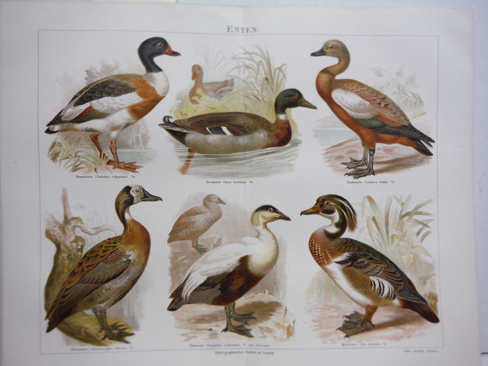 Meyers Antique  Chromolithograph ENTEN (Ducks) (German Raptors)  (1890) 