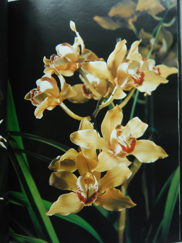 Image 1 of Orchids (The Color nature library)