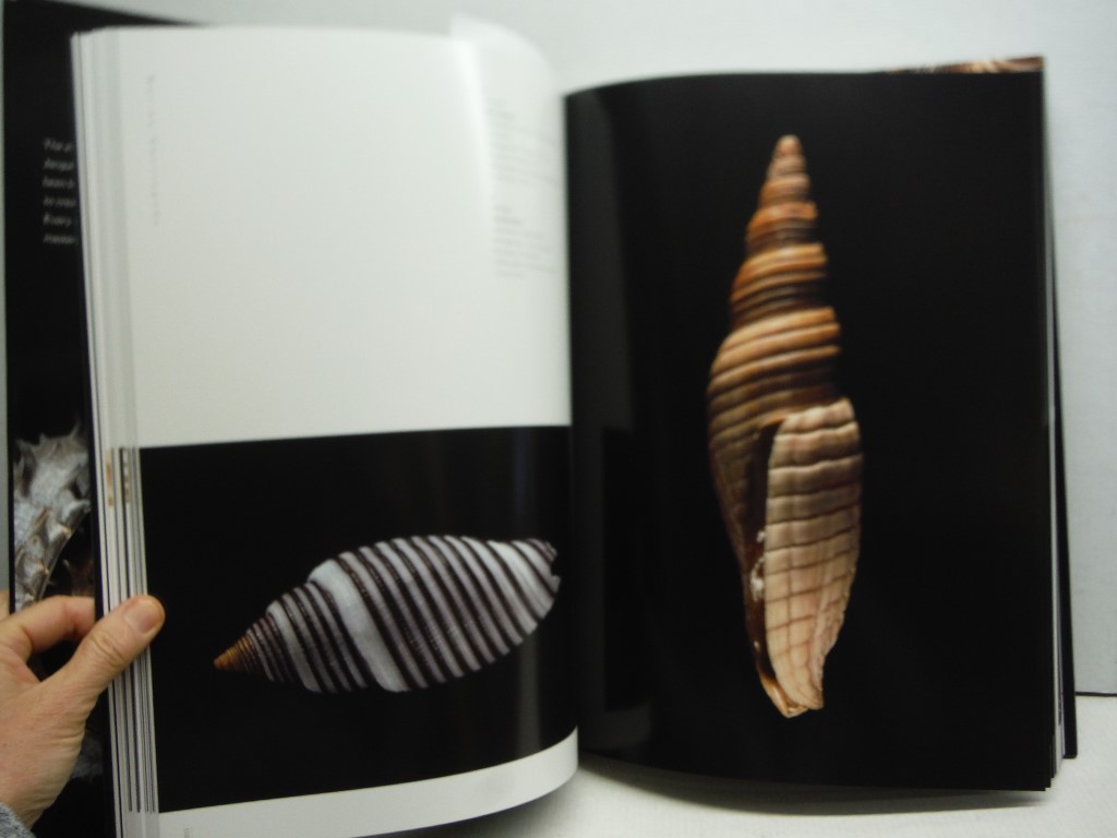 Image 1 of Shells