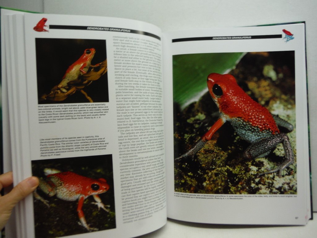 Poison Frogs Jewels of the Rainforest