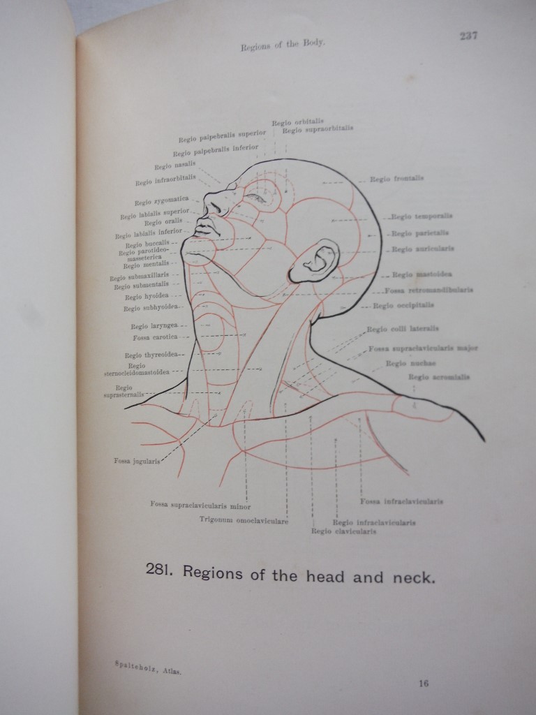 Image 2 of Hand Atlas of Human Anatomy. Vol. I: Bones, Joints, Ligiaments. Vol. II: Regions