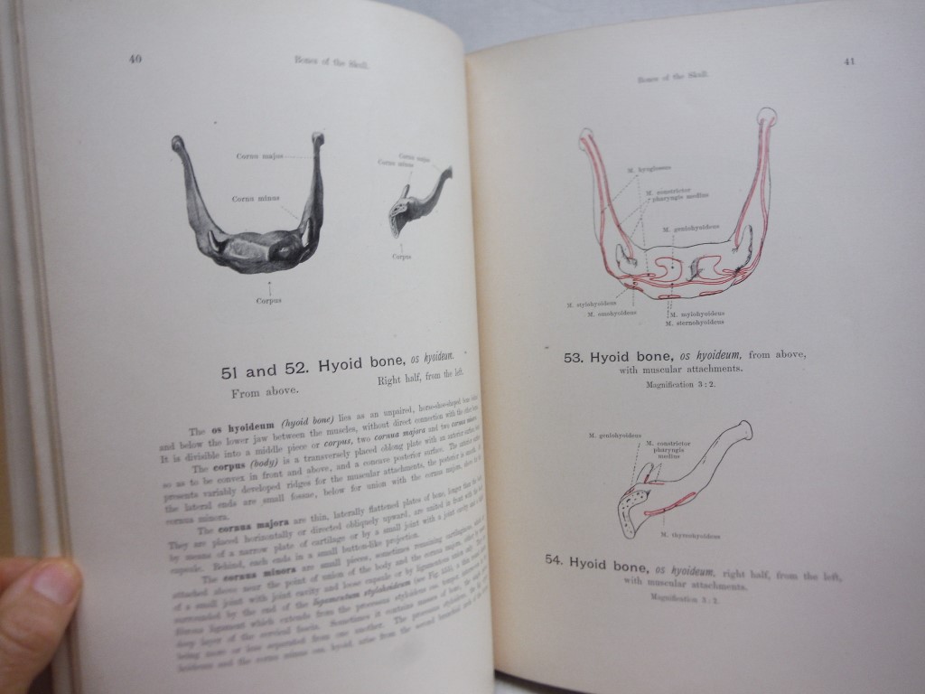 Image 4 of Hand Atlas of Human Anatomy. Vol. I: Bones, Joints, Ligiaments. Vol. II: Regions