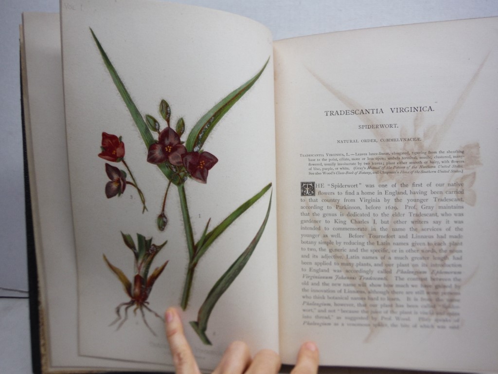 Image 3 of The Native Flowers and Ferns of the United States, 4 Volumes