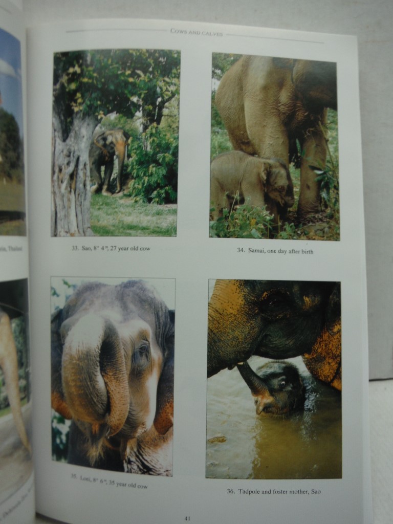 Image 2 of Gone Astray: The Care and Management of the Asian Elephant in Domesticity