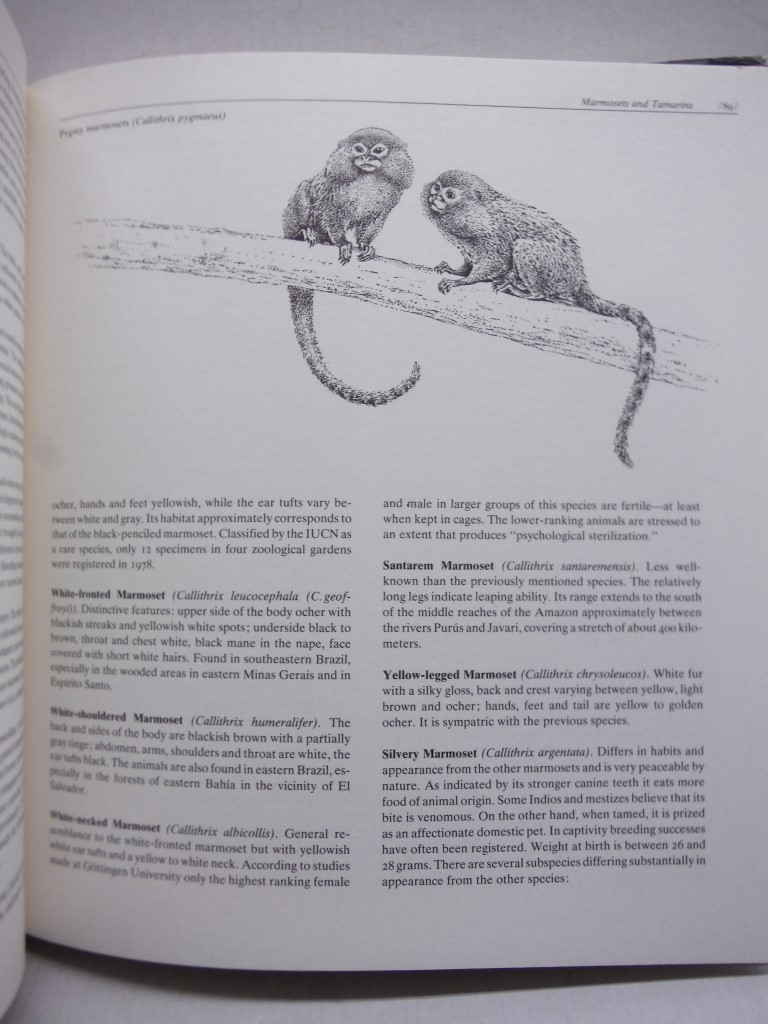 Image 2 of Monkeys and Apes