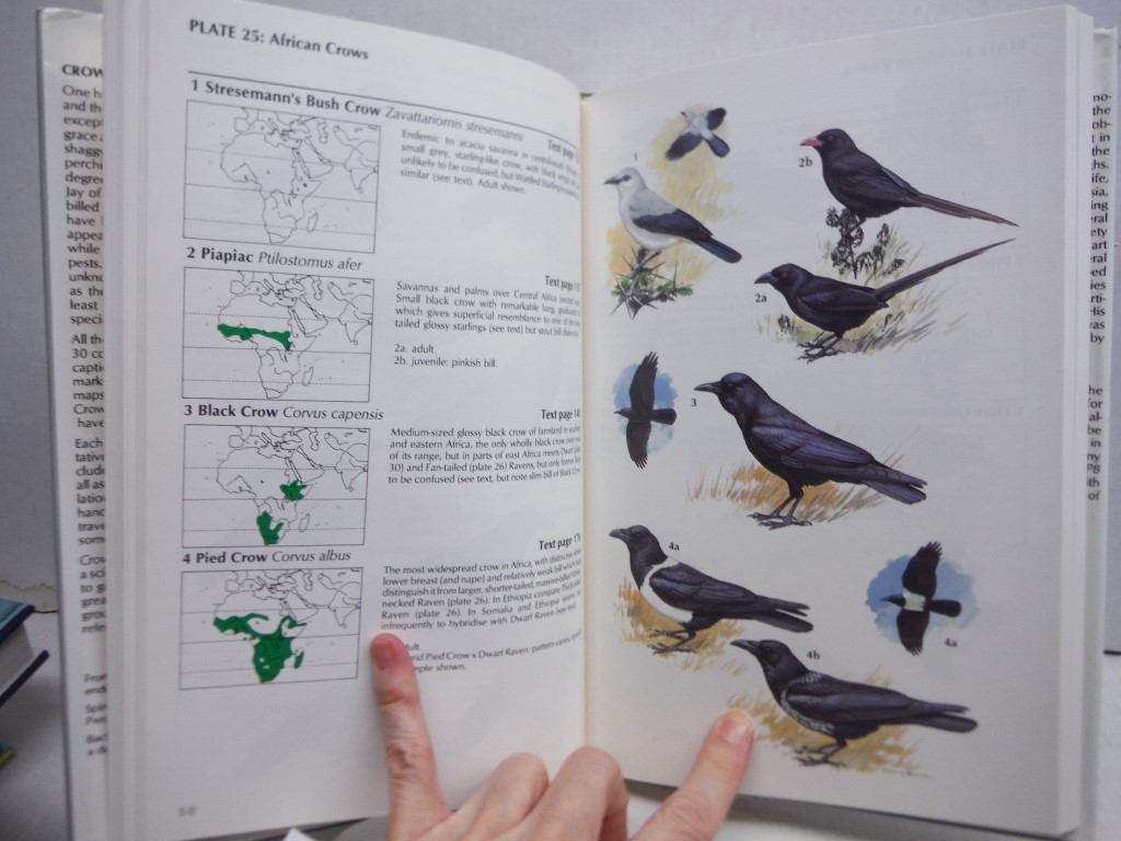 Image 2 of Crows and Jays: A Guide to the Crows, Jays and Magpies of the World