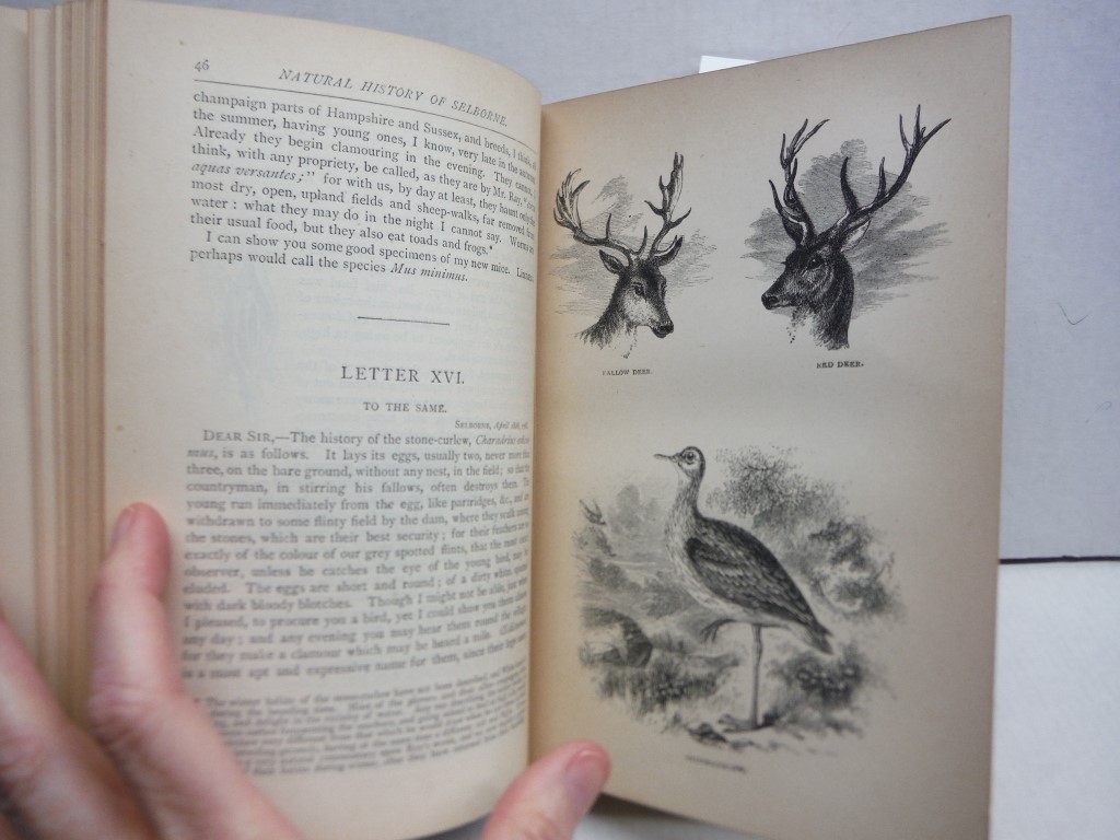 Image 2 of The natural history and antiquities of Selborne : with observations on various p