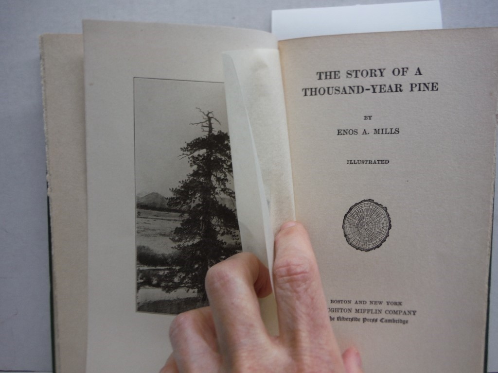 Image 2 of The Story of a Thousand -Year Pine