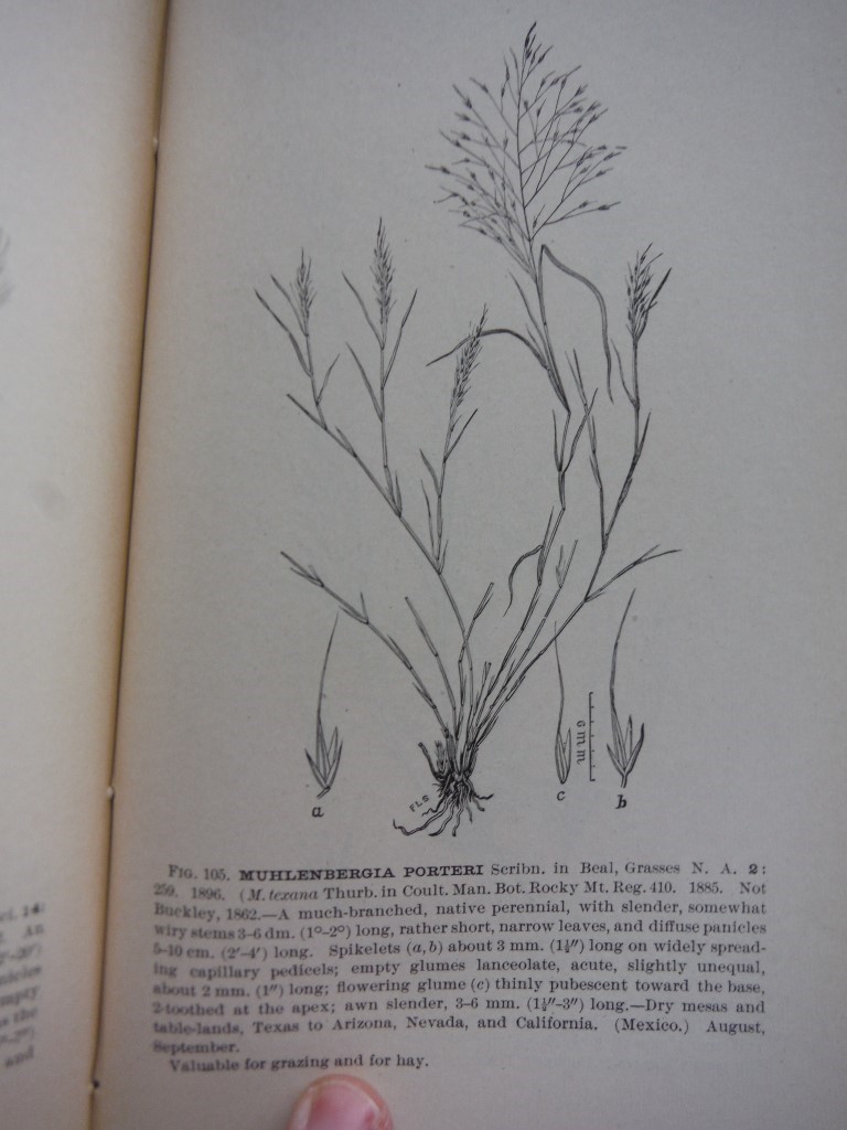 Image 2 of American Grasses - 2 volumes