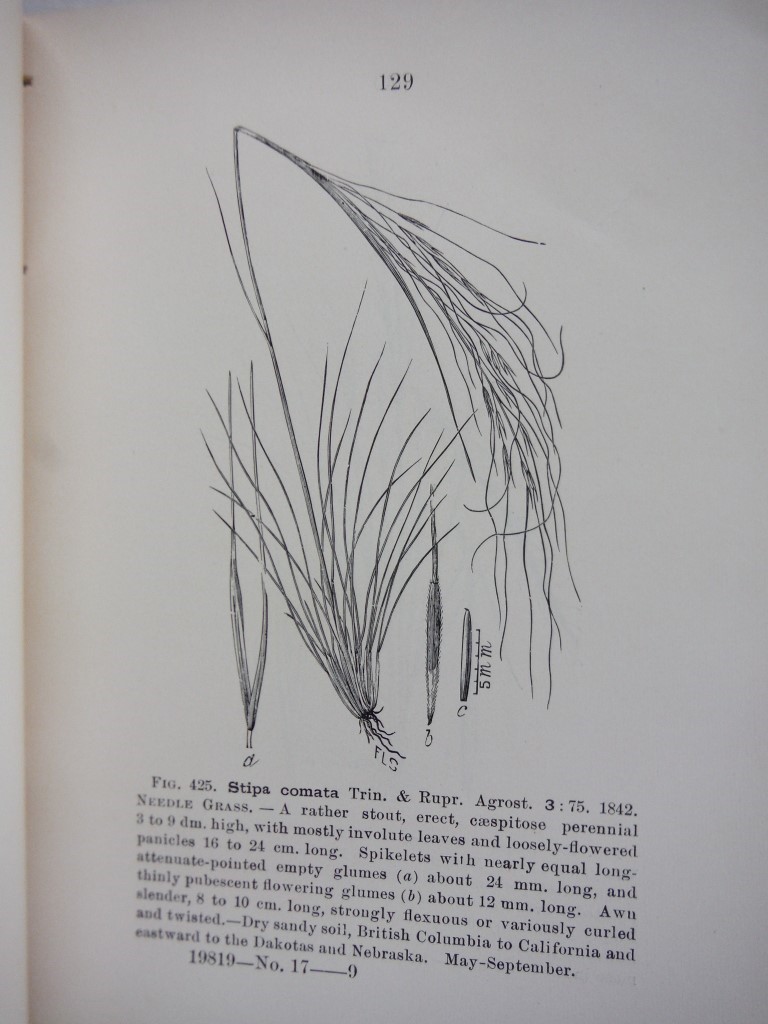 Image 4 of American Grasses - 2 volumes
