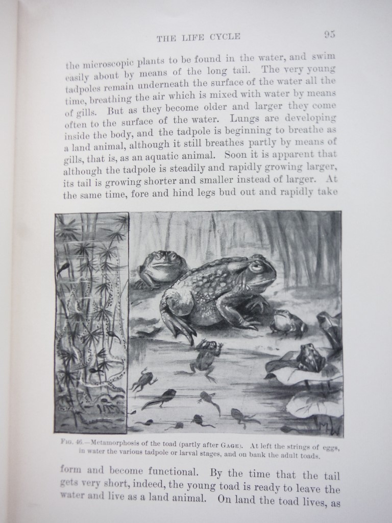 Image 3 of Animal Life: A First Book of Zoology, 1900, Twentieth Century Text-Books, 329 pa