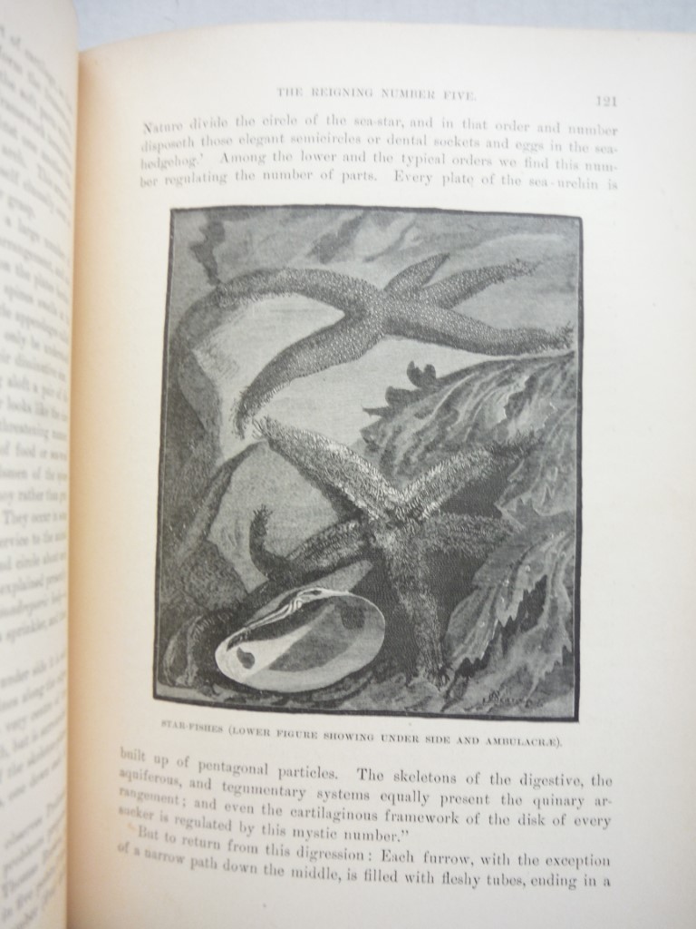 Image 3 of Country Cousins: Short Studies in the Natural History of the United States