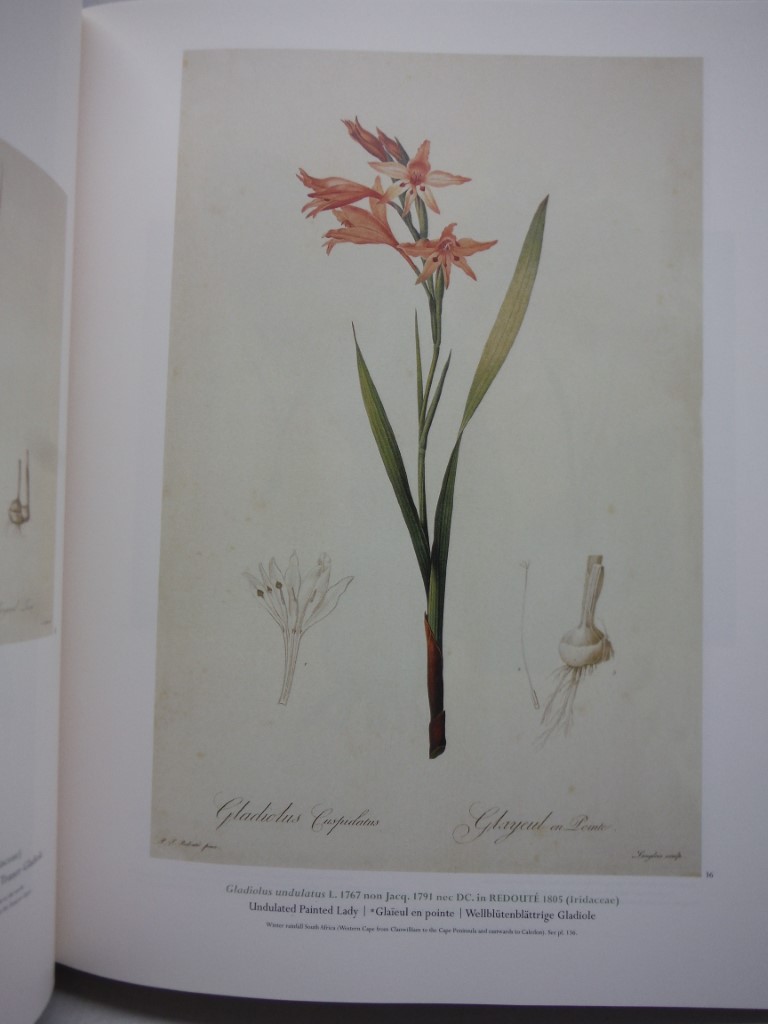 Image 1 of The Lilies