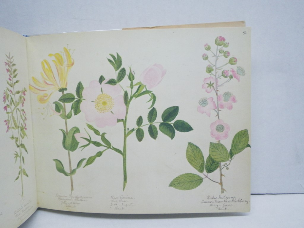 Image 3 of A Victorian Flower Album