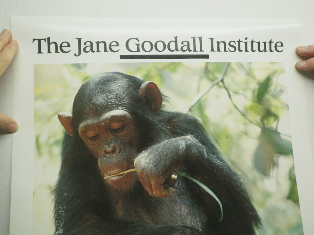 Image 1 of Jane Goodall Institute Poster Chimpanzee, 17x22