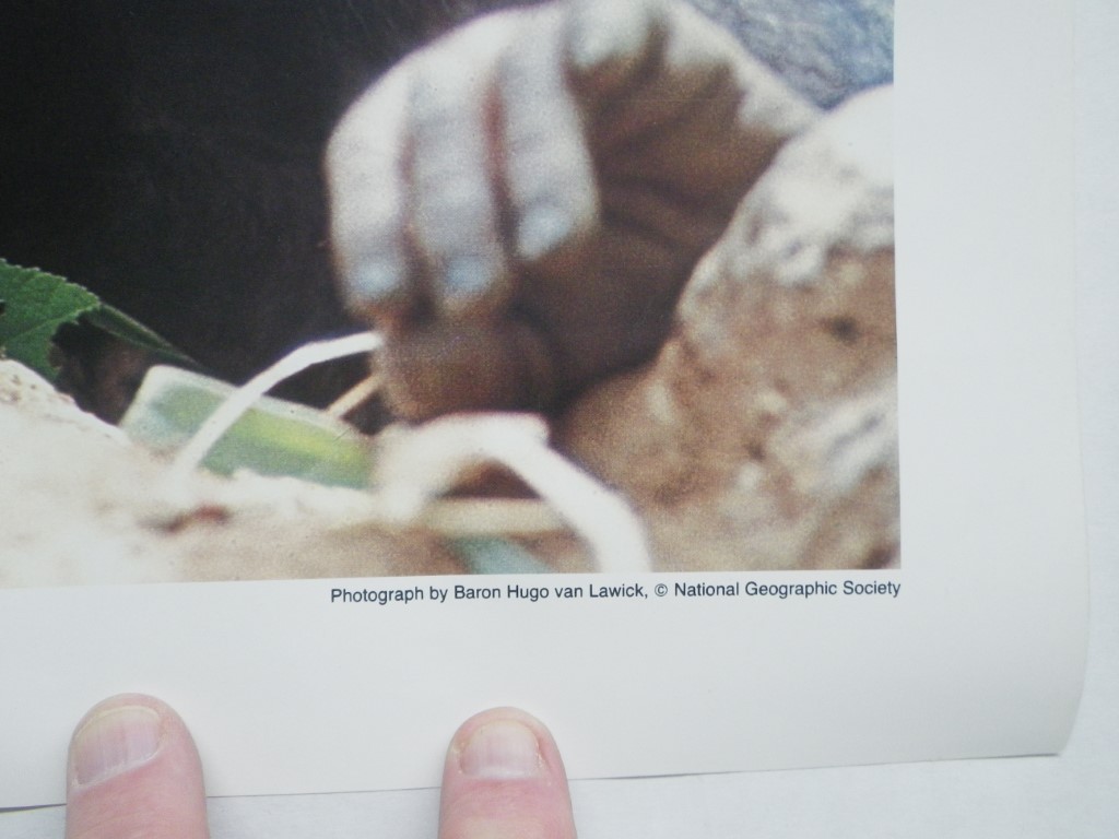 Image 3 of Jane Goodall Institute Poster Chimpanzee, 17x22