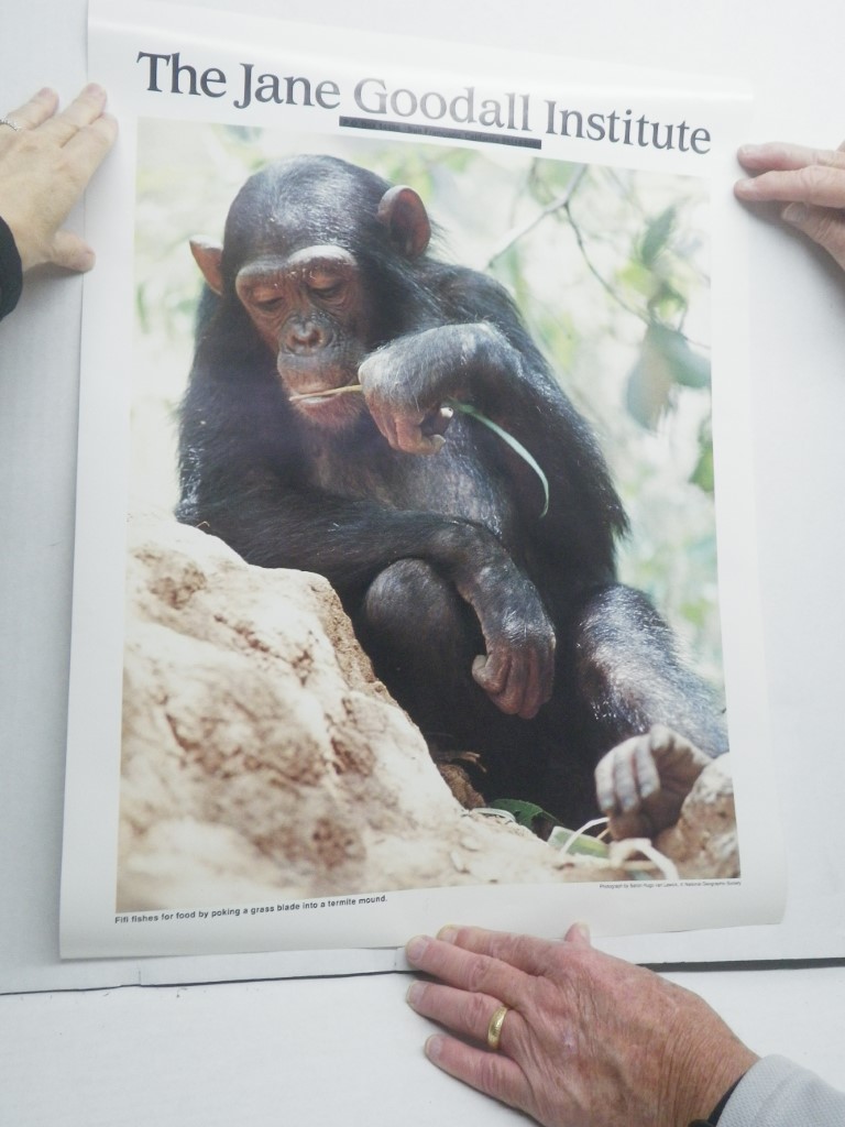 Jane Goodall Institute Poster Chimpanzee, 17x22 Original