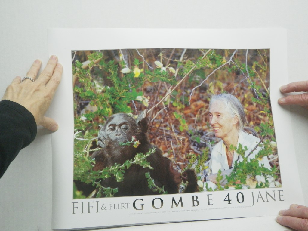 Jane Goodall poster, 19x14 Original year 2000
