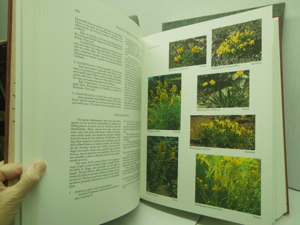 Image 9 of Wild Flowers of the United States (6 volumes in 14 parts, plus index)