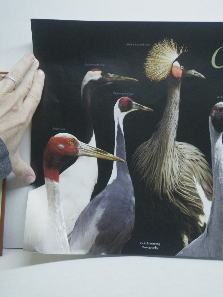 Image 1 of Cranes of the World Poster, 36x12
