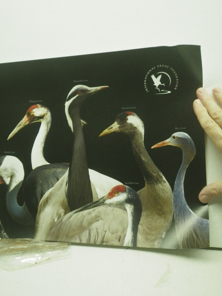 Image 2 of Cranes of the World Poster, 36x12