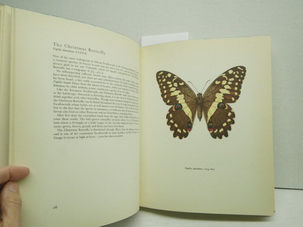 Image 2 of Beautiful Butterflies