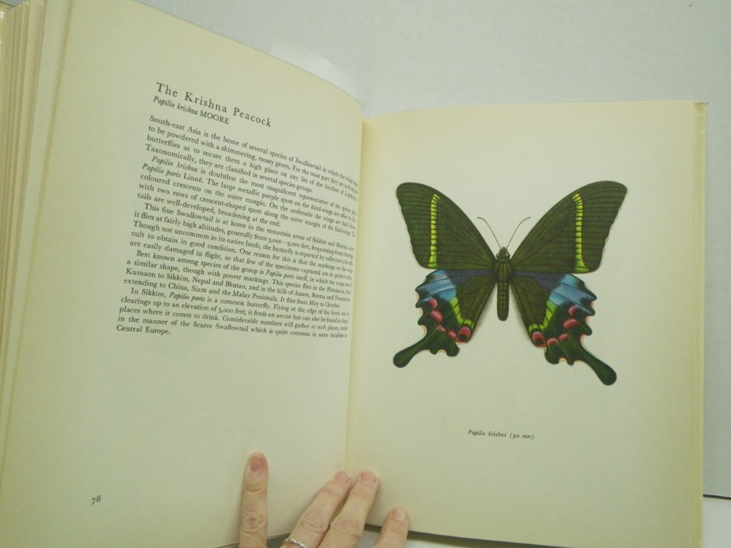 Image 3 of Beautiful Butterflies