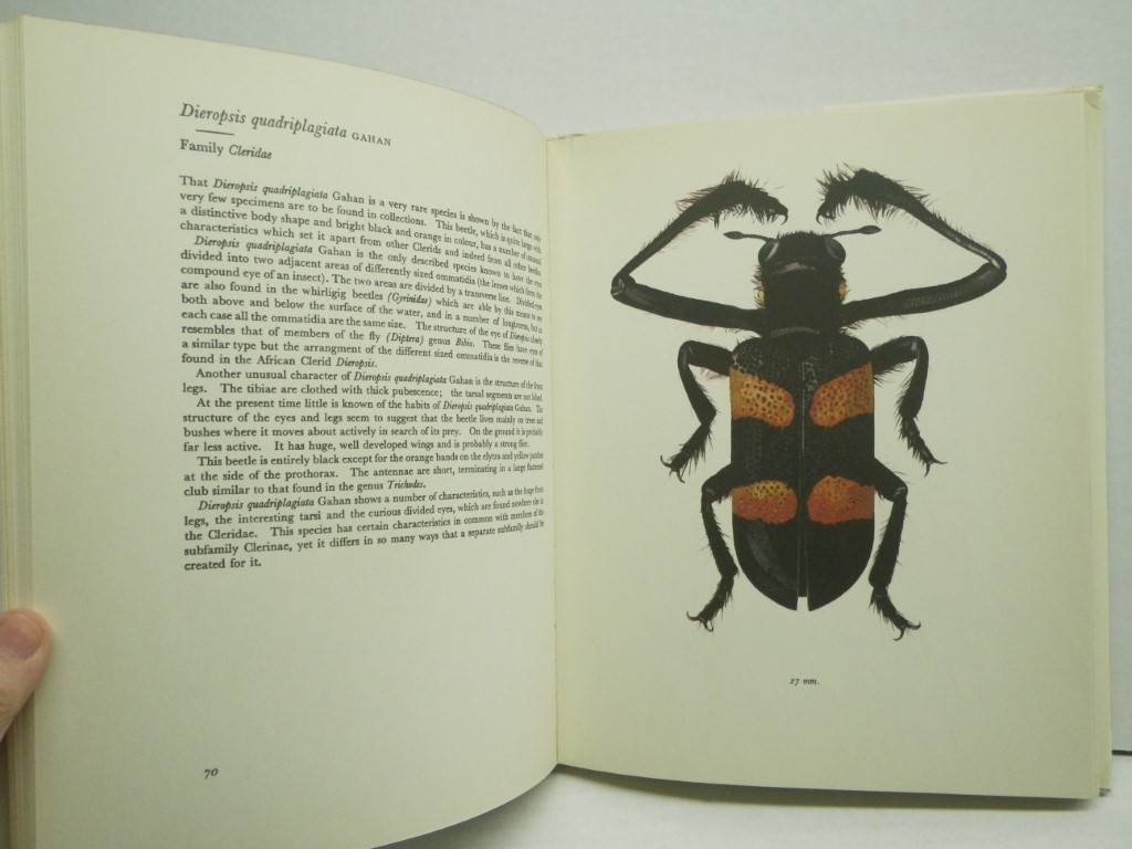 Image 3 of A Book of Beetles