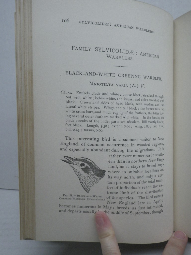 Image 3 of New England Bird Life Being a Manual of New England Ornithology. Part I. - Oscin