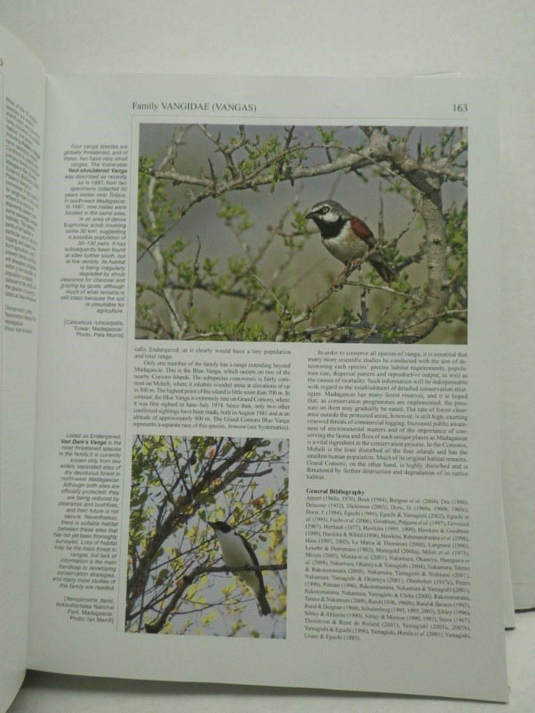Image 2 of Handbook of the Birds of the World. Volume 14: Bush-shrikes to Old World Sparrow