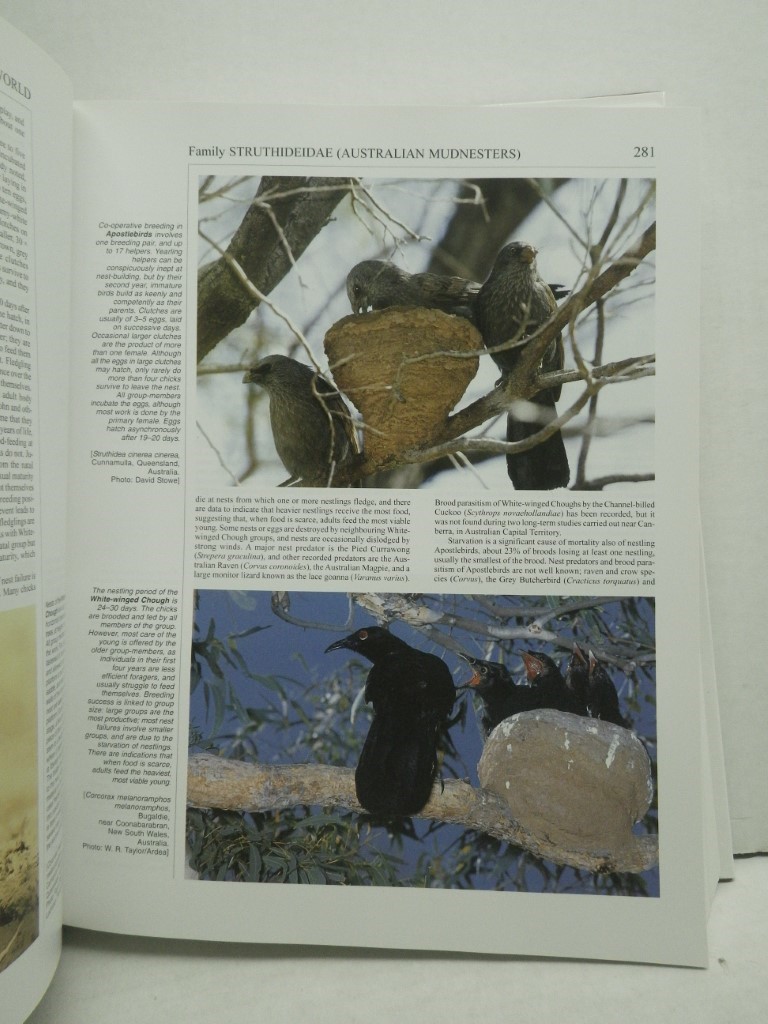 Image 3 of Handbook of the Birds of the World. Volume 14: Bush-shrikes to Old World Sparrow