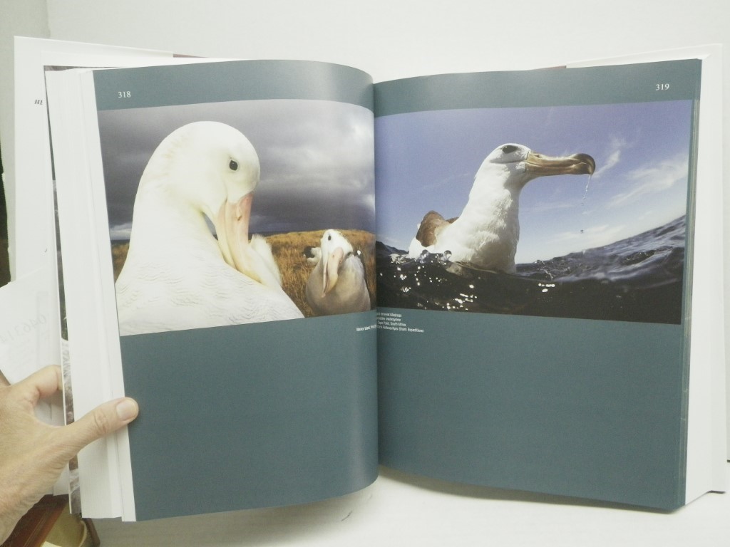 Image 3 of New Species and Global Index, Hanebook of the Birds of the World
