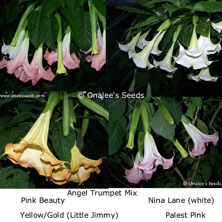 Angel's Trumpet MIXED COLOR cuttings: Yellow, pink, peach, white