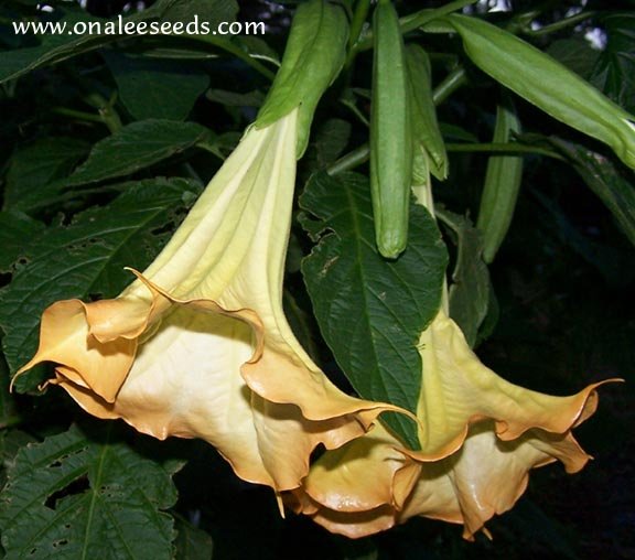 Image 0 of Angel's Trumpet: Yellow/Gold ''Little Jimmy'' Brugmansia, Fragrant! Cuttings