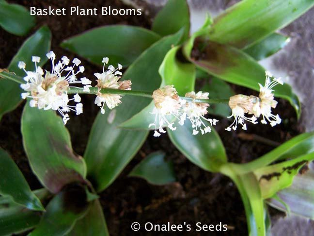 Image 1 of Basket Plant (Callisia fragrans)  Russian Holistic Medicinal Plant