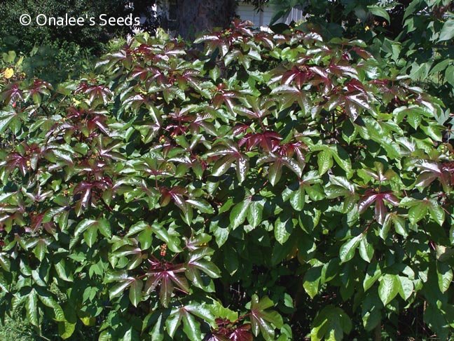BellyAche Bush (Jatropha gossypifolia) Seeds