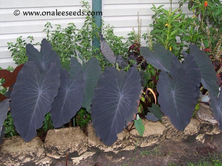 Image 1 of Elephant Ear: BLACK RUNNER (Black Ruffles, Like Magic) - 5 Medium Plants!