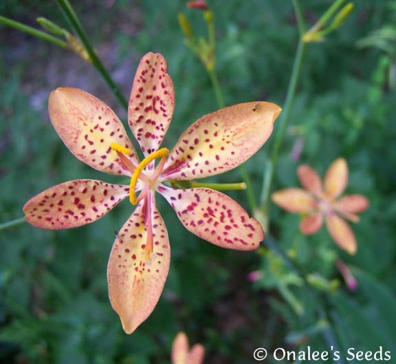 Image 0 of Blackberry Lily, Leopard Lily, (Belamcanda  chinensis)  Seeds